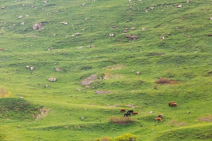 Framed Print : Countryside Landscape With Red Cow Grazing On A Green Mountain Slope In Spring In Mountains Of Georgia. Meadow Or Field With Green Grass Framed Print : Countryside Landscape With Red Cow Grazing On A Green Mountain Slope In Spring In Mountains Of Georgia. Meadow Or Field With Green Grass