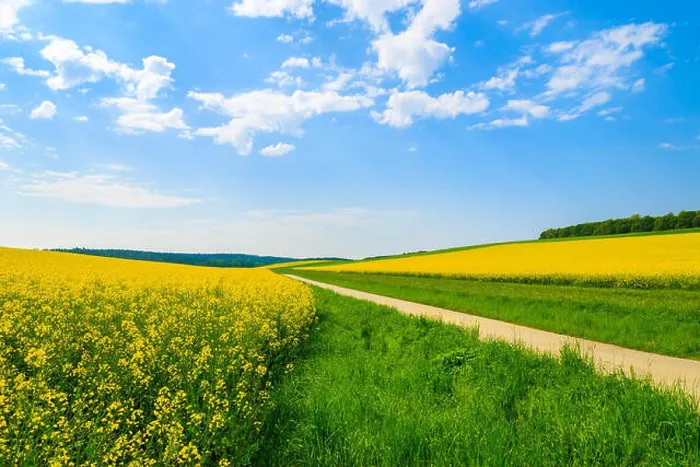 Framed Print : Countryside road along yellow rapeseed flower field and blue sky with white clouds, Burgenland, southern Austria Framed Print : Countryside road along yellow rapeseed flower field and blue sky with white clouds, Burgenland, southern Austria