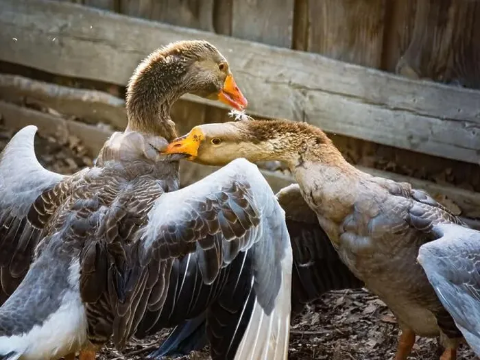 Framed Print : Couple fighting geese on the farm, two geese have a fierce battle on the grass of farm Framed Print : Couple fighting geese on the farm, two geese have a fierce battle on the grass of farm