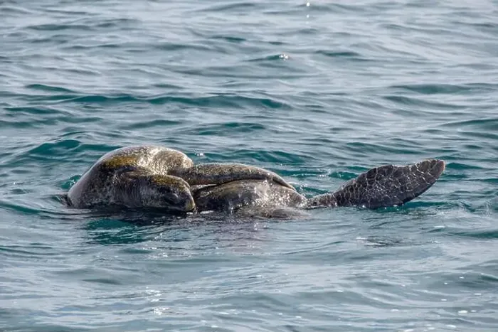 Framed Print : Couple of Green Sea Turtle Mating in Pacific Ocean, baja california sur, mexico Framed Print : Couple of Green Sea Turtle Mating in Pacific Ocean, baja california sur, mexico