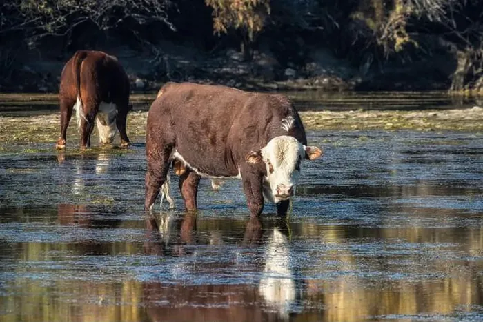 Framed Print : A couple of Hereford bulls grazing in the Salt River near Phoenix, Arizona Framed Print : A couple of Hereford bulls grazing in the Salt River near Phoenix, Arizona