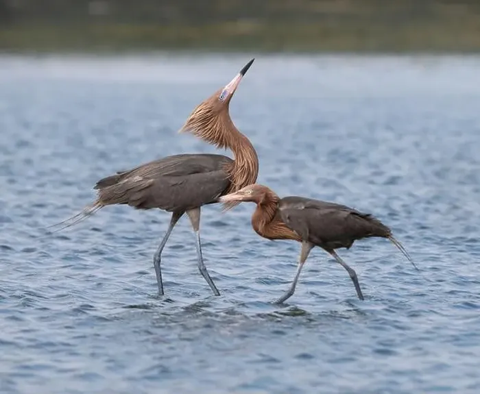 Framed Print : The couple of reddish egret (Egretta rufescens) fishing at wingy weather, Galveston, Texas, USA Framed Print : The couple of reddish egret (Egretta rufescens) fishing at wingy weather, Galveston, Texas, USA