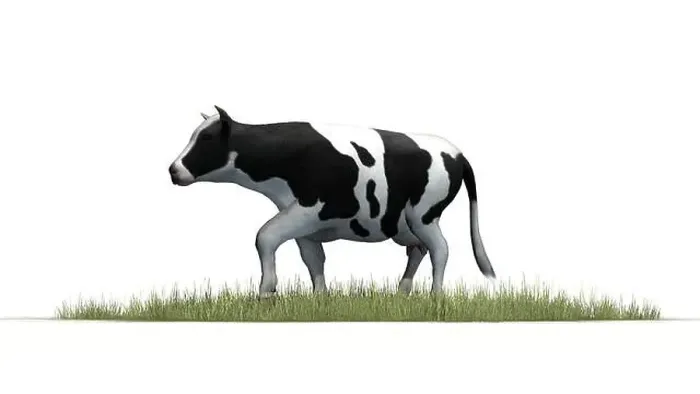 Framed Print : Cow in grass - isolated on white background