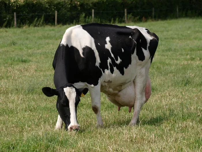 Framed Print : Cow with heavy udders ready for milking, UK Framed Print : Cow with heavy udders ready for milking, UK