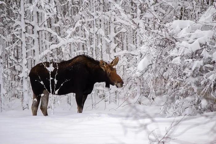 Framed Print : A cow moose nibbling on a branch in a snow covered white winter forest Framed Print : A cow moose nibbling on a branch in a snow covered white winter forest