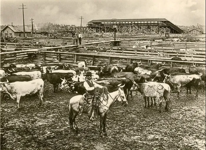 Framed Print : Cowboy herding cattle in the railroad stockyards at Kansas City Missouri 1890s. Albertype reproduction of a photograph Framed Print : Cowboy herding cattle in the railroad stockyards at Kansas City Missouri 1890s. Albertype reproduction of a photograph