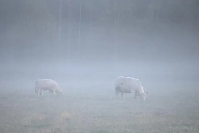 Framed Print : two cows in the fog Framed Print : two cows in the fog