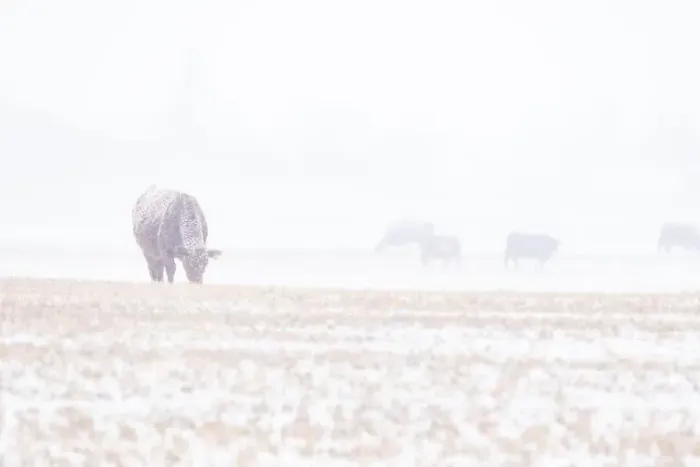 Framed Print : Cows grazing on a harvested field during an early spring snowfall on the Alberta prairies in Rocky View County Canada Framed Print : Cows grazing on a harvested field during an early spring snowfall on the Alberta prairies in Rocky View County Canada