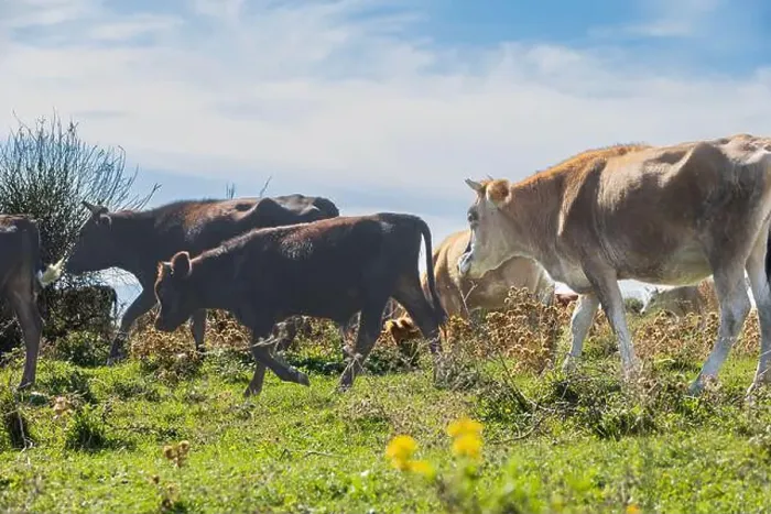 Framed Print : Cows grazing on the pasturage hill
