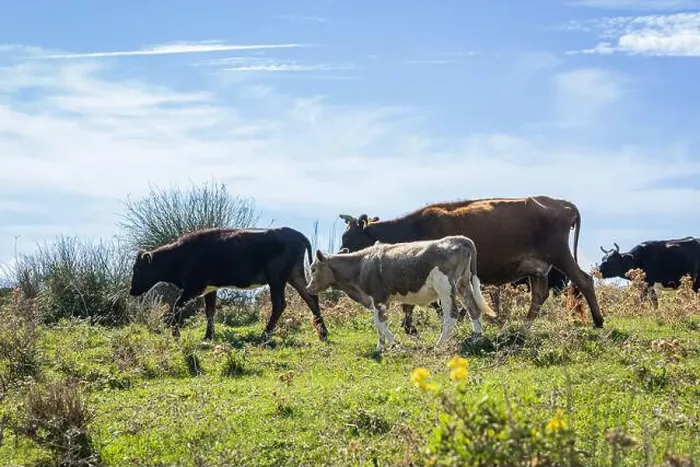 Framed Print : Cows grazing on the pasturage hill