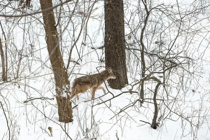 Framed Print : A coyote (Canis latrans) moving through a snowy forest in Michigan, USA Framed Print : A coyote (Canis latrans) moving through a snowy forest in Michigan, USA