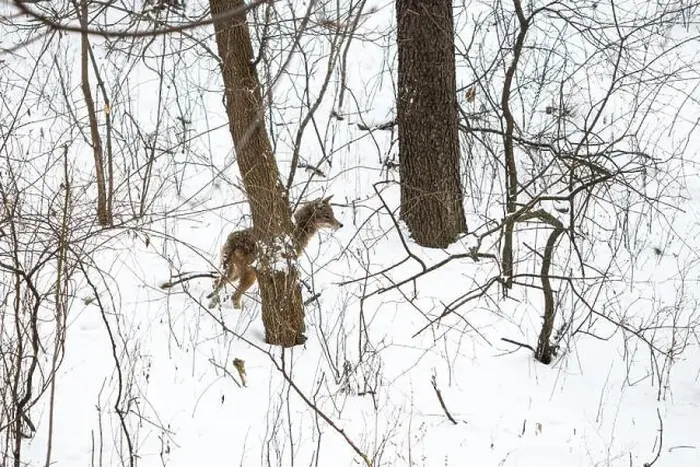 Framed Print : A coyote (Canis latrans) moving through a snowy forest in Michigan, USA Framed Print : A coyote (Canis latrans) moving through a snowy forest in Michigan, USA