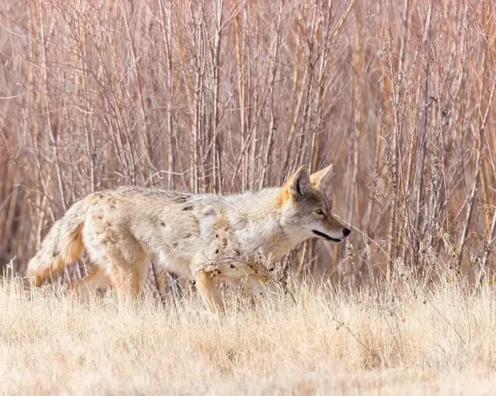 Framed Print : A coyote looks for a meal on Bosque del Apache National Wildlife Refuge, New Mexico Framed Print : A coyote looks for a meal on Bosque del Apache National Wildlife Refuge, New Mexico