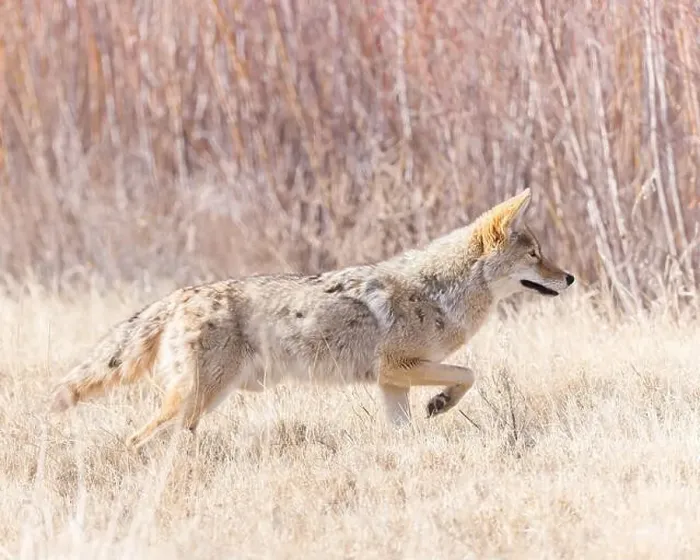 Framed Print : A coyote looks for a meal on Bosque del Apache National Wildlife Refuge, New Mexico Framed Print : A coyote looks for a meal on Bosque del Apache National Wildlife Refuge, New Mexico