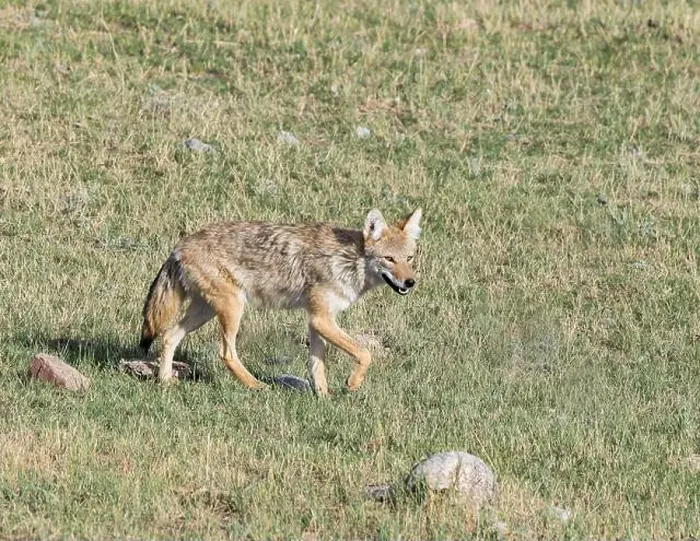 Framed Print : A coyote pads along the prairie Framed Print : A coyote pads along the prairie