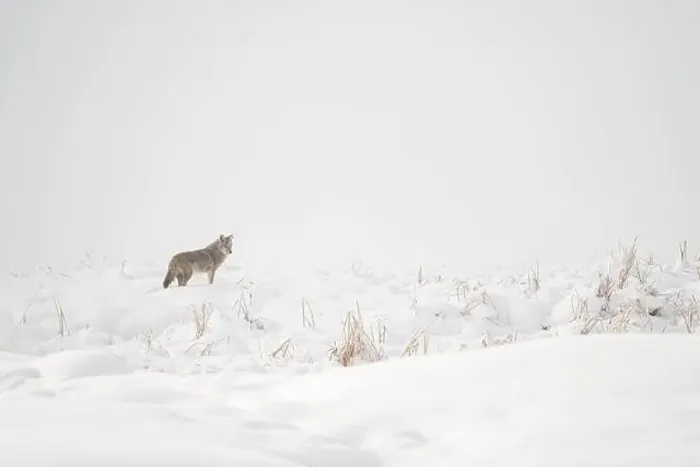 Framed Print : Coyote Standing in a Snow-Covered Field during Winter Framed Print : Coyote Standing in a Snow-Covered Field during Winter