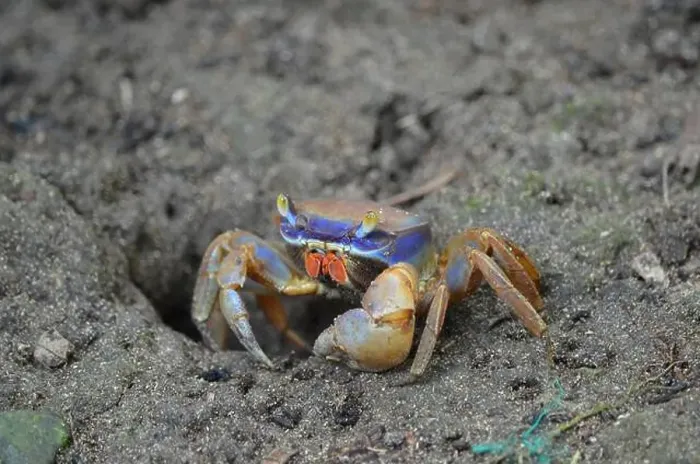 Framed Print : A crab searching for food in the sandy shore Framed Print : A crab searching for food in the sandy shore