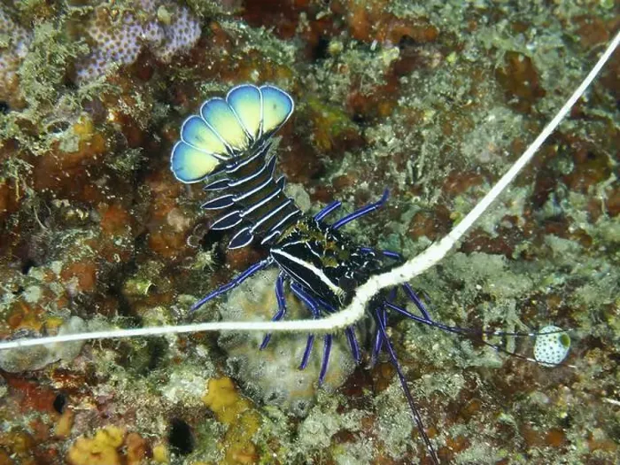 Framed Print : Crab with strikingly curved blue tail Framed Print : Crab with strikingly curved blue tail