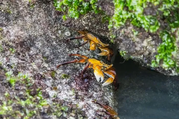 Framed Print : Two crabs emerging from moss, one in a cozy nest Framed Print : Two crabs emerging from moss, one in a cozy nest