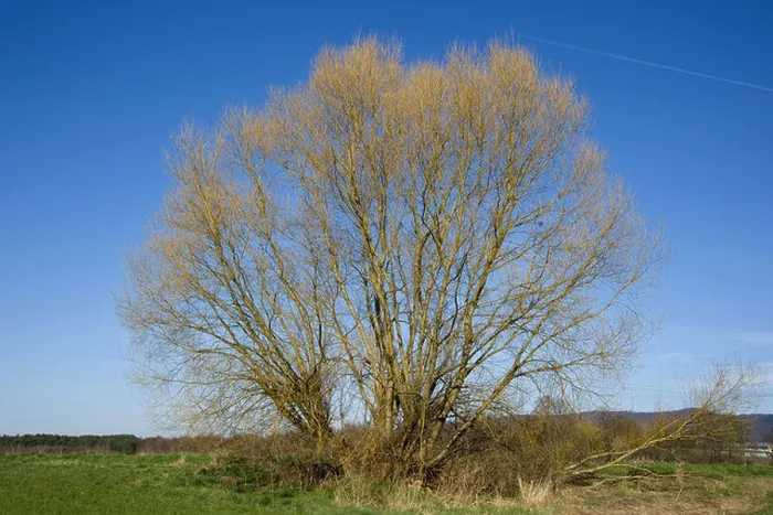 Framed Print : crack willow (Salix fragilis), free standing willows in winter, Germany