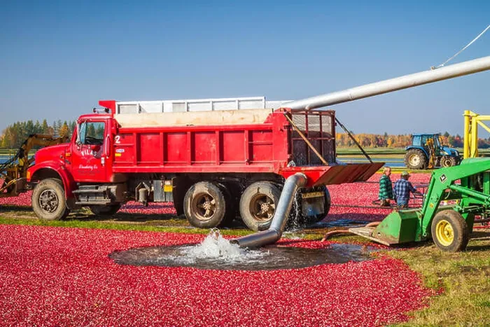 Framed Print : The cranberry harvest at the Vilas Cranberry Farm in Manitowish Waters, Wisconsin, USA Framed Print : The cranberry harvest at the Vilas Cranberry Farm in Manitowish Waters, Wisconsin, USA