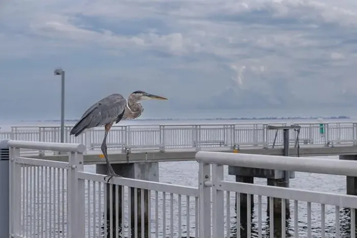 Framed Print : Crane on the fishing pier at Fort De Soto Park Pinellas County Florida USA September 2024 Framed Print : Crane on the fishing pier at Fort De Soto Park Pinellas County Florida USA September 2024
