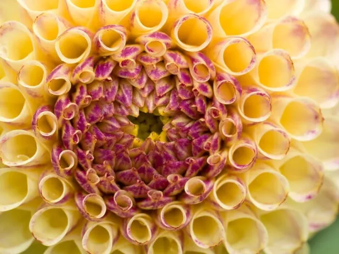 Framed Print : Cream and crimson Ball / globe Dahlia flower petals close-up Framed Print : Cream and crimson Ball / globe Dahlia flower petals close-up