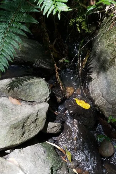 Framed Print : A creek in the rough terrain of the Dandenong Ranges National Park is nothing to get excited about Framed Print : A creek in the rough terrain of the Dandenong Ranges National Park is nothing to get excited about