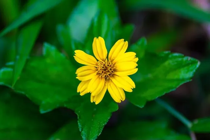 Framed Print : Creeping buttercup plant with yellow flowers in the middle with green leaf edges Framed Print : Creeping buttercup plant with yellow flowers in the middle with green leaf edges