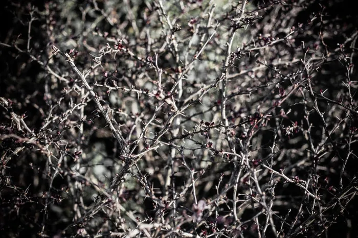 Framed Print : a creepy thorn bush with a lot of prickly spikes Framed Print : a creepy thorn bush with a lot of prickly spikes
