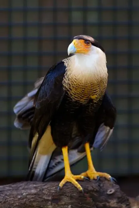 Framed Print : Crested Caracara (a.k.a. Mexican Eagle). Seen in Brevard Zoo, Melbourne, FL, USA Framed Print : Crested Caracara (a.k.a. Mexican Eagle). Seen in Brevard Zoo, Melbourne, FL, USA