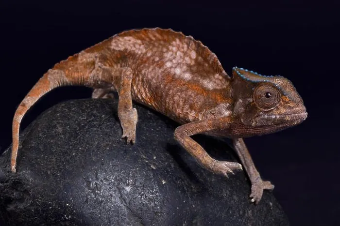 Framed Print : Crested chameleon, Trioceros cristatus