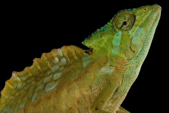 Framed Print : Crested chameleon (Trioceros cristatus) Framed Print : Crested chameleon (Trioceros cristatus)