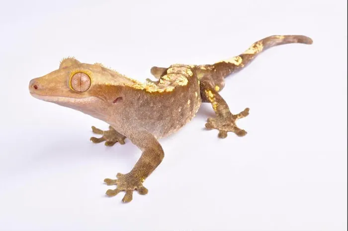 Framed Print : Crested gecko, Correlophus ciliatus Framed Print : Crested gecko, Correlophus ciliatus