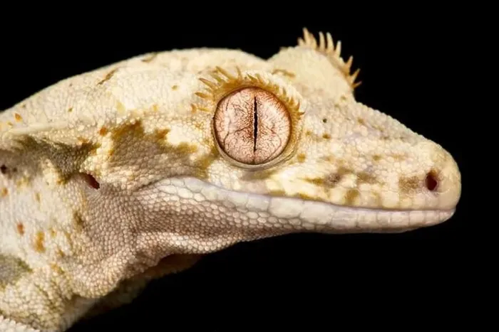 Framed Print : Crested gecko (Correlophus ciliatus) Framed Print : Crested gecko (Correlophus ciliatus)