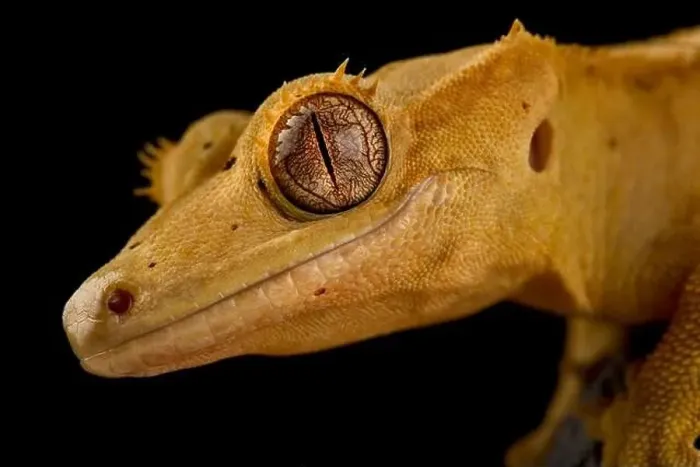 Framed Print : The Crested gecko (Correlophus ciliatus) Framed Print : The Crested gecko (Correlophus ciliatus)