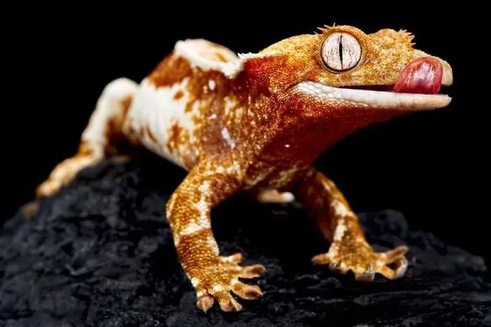 Framed Print : Crested gecko (Correlophus ciliatus) Framed Print : Crested gecko (Correlophus ciliatus)