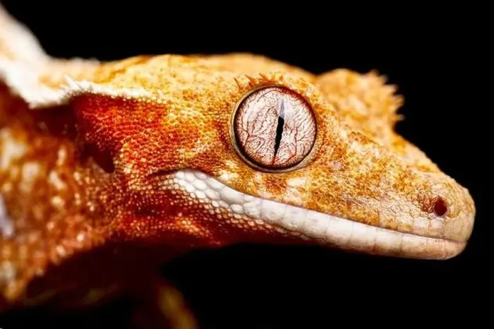 Framed Print : Crested gecko (Correlophus ciliatus)