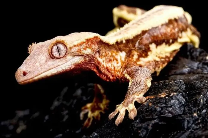 Framed Print : Crested gecko (Correlophus ciliatus) Framed Print : Crested gecko (Correlophus ciliatus)