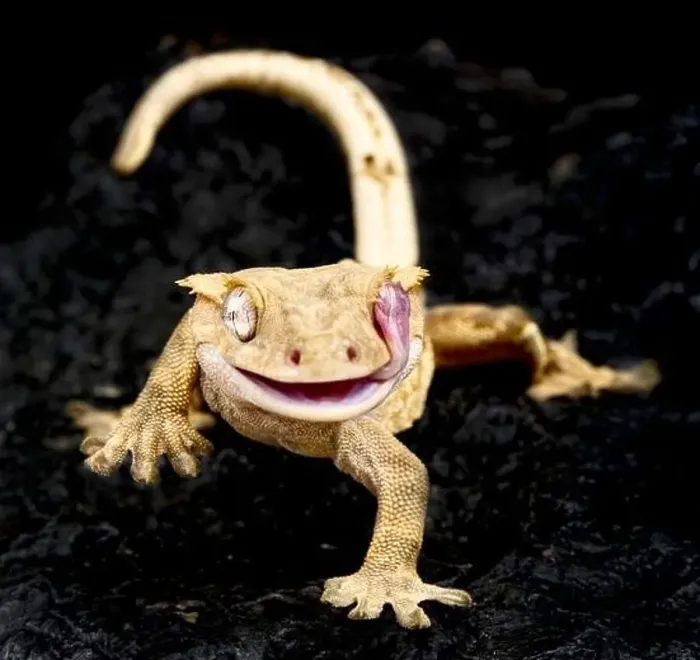 Framed Print : Crested gecko (Correlophus ciliatus) Framed Print : Crested gecko (Correlophus ciliatus)