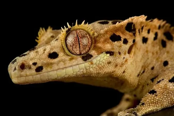 Framed Print : The Crested gecko (Correlophus ciliatus) is a very popular pet lizard species bred in a variety of colors Framed Print : The Crested gecko (Correlophus ciliatus) is a very popular pet lizard species bred in a variety of colors
