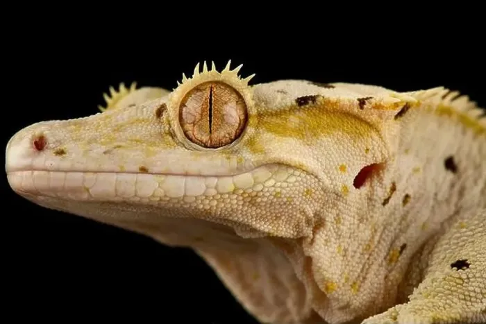 Framed Print : The Crested gecko (Correlophus ciliatus) is a very popular pet lizard species bred in a variety of colors Framed Print : The Crested gecko (Correlophus ciliatus) is a very popular pet lizard species bred in a variety of colors