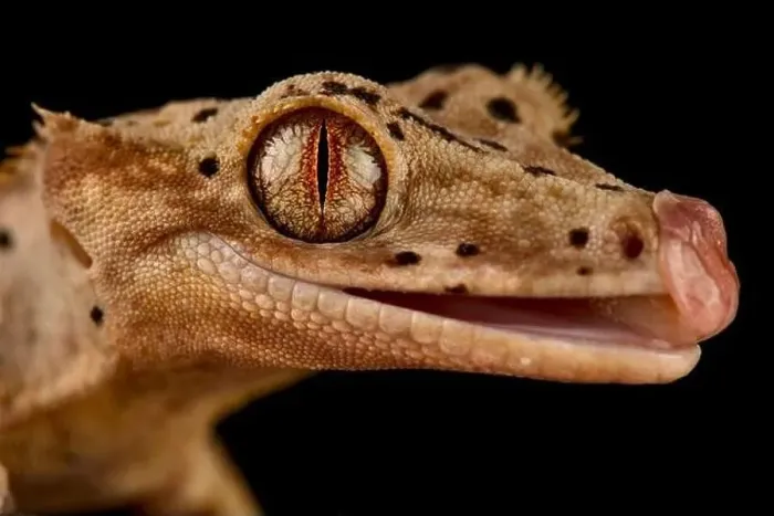 Framed Print : The Crested gecko (Correlophus ciliatus) is a very popular pet lizard species bred in a variety of colors Framed Print : The Crested gecko (Correlophus ciliatus) is a very popular pet lizard species bred in a variety of colors