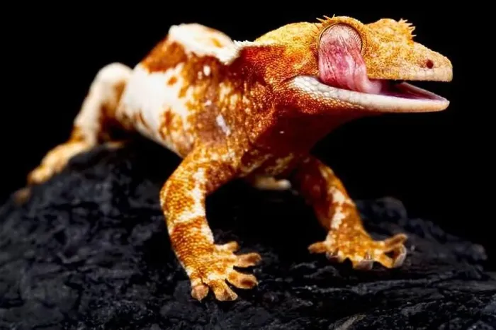 Framed Print : Crested gecko (Correlophus ciliatus) with tongue out Framed Print : Crested gecko (Correlophus ciliatus) with tongue out