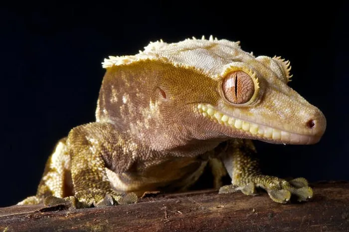 Framed Print : Crested gecko / Rhacodactylus ciliatus Framed Print : Crested gecko / Rhacodactylus ciliatus