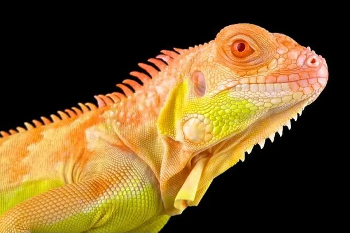 Framed Print : Crimson albino iguana (Iguana iguana) Framed Print : Crimson albino iguana (Iguana iguana)