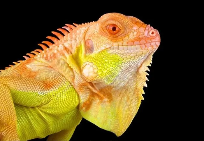 Framed Print : Crimson albino iguana (Iguana iguana)