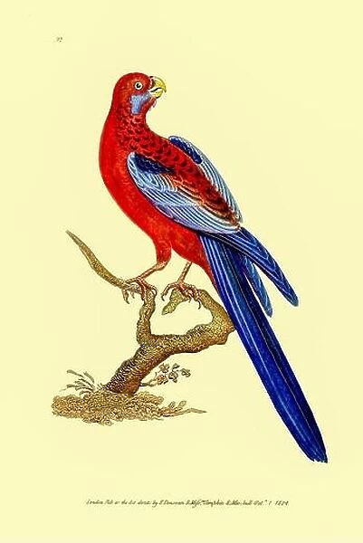 The crimson rosella (Platycercus elegans) is a parrot native to eastern and south eastern Australia which has been introduced to New Zealand
