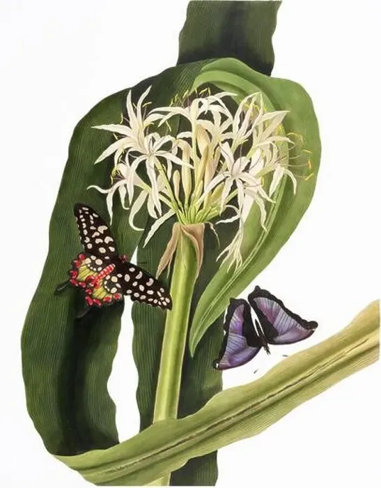 Framed Print : Crinum Pedunculatum. Plate of the book A selection of Hexandrian plants Framed Print : Crinum Pedunculatum. Plate of the book A selection of Hexandrian plants