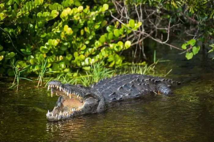 Framed Print : A Crocodile at Everglades National Park, Florida, United States Framed Print : A Crocodile at Everglades National Park, Florida, United States